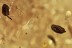 Elateridae LARVAE & 3 Flower Anthers Genuine BALTIC AMBER 3025