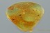 Elateridae LARVAE & 3 Flower Anthers Genuine BALTIC AMBER 3025