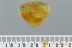 Elateridae LARVAE & 3 Flower Anthers Genuine BALTIC AMBER 3025