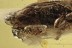 Rare LEAF BEETLE Chrysomelidae Hispinae & Mould BALTIC AMBER 3026