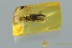 Rare LEAF BEETLE Chrysomelidae Hispinae & Mould BALTIC AMBER 3026