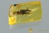 Rare LEAF BEETLE Chrysomelidae Hispinae & Mould BALTIC AMBER 3026