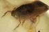 EXTREMELY RARE Aquatic WHIRLIGIG BEETLE Gyrinidae BALTIC AMBER 3028