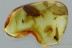 EXTREMELY RARE Aquatic WHIRLIGIG BEETLE Gyrinidae BALTIC AMBER 3028