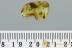 EXTREMELY RARE Aquatic WHIRLIGIG BEETLE Gyrinidae BALTIC AMBER 3028