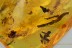 6 Great Looking FLOWERS Rare Plant Fossil Genuine BALTIC AMBER 3036