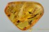 6 Great Looking FLOWERS Rare Plant Fossil Genuine BALTIC AMBER 3036