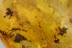 6 Great Looking FLOWERS Rare Plant Fossil Genuine BALTIC AMBER 3036