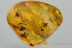 6 Great Looking FLOWERS Rare Plant Fossil Genuine BALTIC AMBER 3036