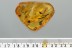6 Great Looking FLOWERS Rare Plant Fossil Genuine BALTIC AMBER 3036