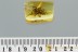 PAIR of Large Salticidae JUMPING SPIDERS Fossil BALTIC AMBER 3034