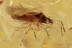 Rare FLOWER BUG Anthocoridae Fossil Genuine BALTIC AMBER 3029