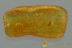 Rare FLOWER BUG Anthocoridae Fossil Genuine BALTIC AMBER 3029