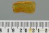 Rare FLOWER BUG Anthocoridae Fossil Genuine BALTIC AMBER 3029