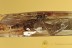 Huge MAYFLY Ephemeroptera body 10mm Fossil Genuine BALTIC AMBER 3032
