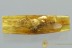 Huge MAYFLY Ephemeroptera body 10mm Fossil Genuine BALTIC AMBER 3032