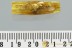 Huge MAYFLY Ephemeroptera body 10mm Fossil Genuine BALTIC AMBER 3032