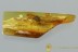 Huge MAYFLY Ephemeroptera body 10mm Fossil Genuine BALTIC AMBER 3032