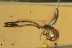 Nice FALSE SCORPION Pseudoscorpion Fossil Genuine BALTIC AMBER 3031