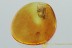 GREAT SCENE Pseudoscorpion & Bristly Millipede Fossil BALTIC AMBER 3033