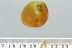 GREAT SCENE Pseudoscorpion & Bristly Millipede Fossil BALTIC AMBER 3033