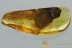 GREAT Araneae SPIDER & SWARM of Moth Flies Genuine BALTIC AMBER 3030