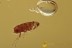 Extremely Rare FLEA Siphonaptera Fossil Genuine BALTIC AMBER 3037