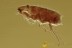 Extremely Rare FLEA Siphonaptera Fossil Genuine BALTIC AMBER 3037