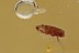 Extremely Rare FLEA Siphonaptera Fossil Genuine BALTIC AMBER 3037