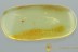 Extremely Rare FLEA Siphonaptera Fossil Genuine BALTIC AMBER 3037