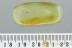 Extremely Rare FLEA Siphonaptera Fossil Genuine BALTIC AMBER 3037