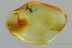 LEIODIDAE Cholevinae ROUND FUNGUS BEETLE Fossil BALTIC AMBER 3038