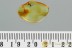 LEIODIDAE Cholevinae ROUND FUNGUS BEETLE Fossil BALTIC AMBER 3038