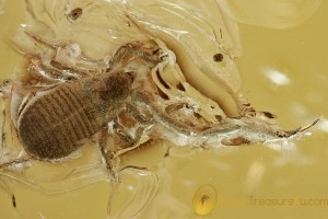 HUGE False Scorpion HUGE False Scorpion PSEUDOSCORPION Fossil Genuine BALTIC AMBER 3040