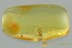 HUGE False Scorpion HUGE False Scorpion PSEUDOSCORPION Fossil Genuine BALTIC AMBER 3040