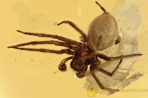 LARGE Superb SPIDER Araneae Fossil Genuine BALTIC AMBER 4.6g 3043