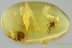 LARGE Superb SPIDER Araneae Fossil Genuine BALTIC AMBER 4.6g 3043