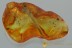 TWIG with 3 BUDS Rare Plant Fossil Inclusion Genuine BALTIC AMBER 3051