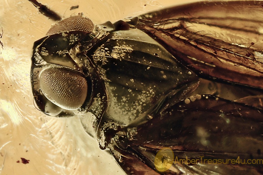 SUPERB Planthopper CIXIIDAE Fossil Genuine BALTIC AMBER 2.6g 3046