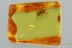 TOP Spider ARANEAE Fossil Inclusion Genuine BALTIC AMBER 2.8g 3048