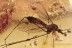 TIPULIDAE Large Great CRANE FLY Fossil Genuine BALTIC AMBER 3.5g 3047