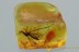 TIPULIDAE Large Great CRANE FLY Fossil Genuine BALTIC AMBER 3.5g 3047