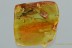 TIPULIDAE Large Great CRANE FLY Fossil Genuine BALTIC AMBER 3.5g 3047