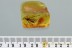 TIPULIDAE Large Great CRANE FLY Fossil Genuine BALTIC AMBER 3.5g 3047