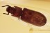 TOP Perfect IRONCLAD BEETLE Colydiidae Xylolaemus BALTIC AMBER 3049