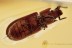 TOP Perfect IRONCLAD BEETLE Colydiidae Xylolaemus BALTIC AMBER 3049