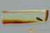 TOP Perfect IRONCLAD BEETLE Colydiidae Xylolaemus BALTIC AMBER 3049