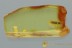 CATHARTOSILVANUS Rare FLAT BARK BEETLE Silvanidae BALTIC AMBER 3052