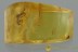 Rare PALM BEETLE Mycteridae Omineus & Thrip Fossil BALTIC AMBER 3054