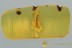 BARK-GNAWING BEETLE LARVAE Trogossitidae Trogossitinae BALTIC AMBER 3059
